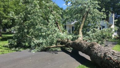 Does Home Insurance Cover Tree Removal?
