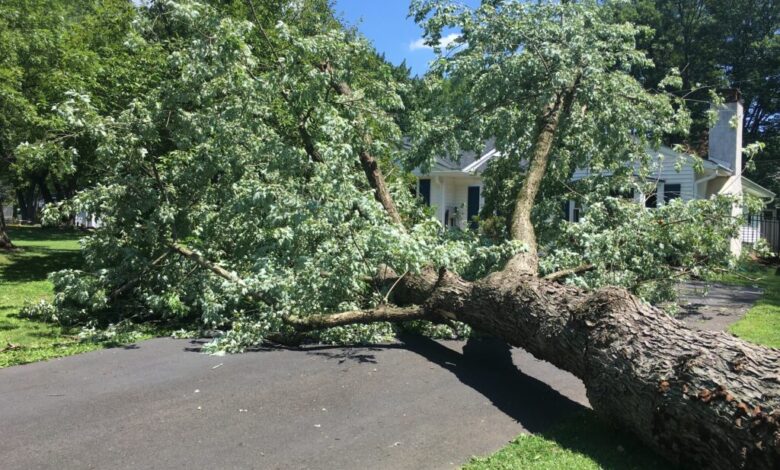Does Home Insurance Cover Tree Removal? Does Home Insurance Cover Tree Removal?